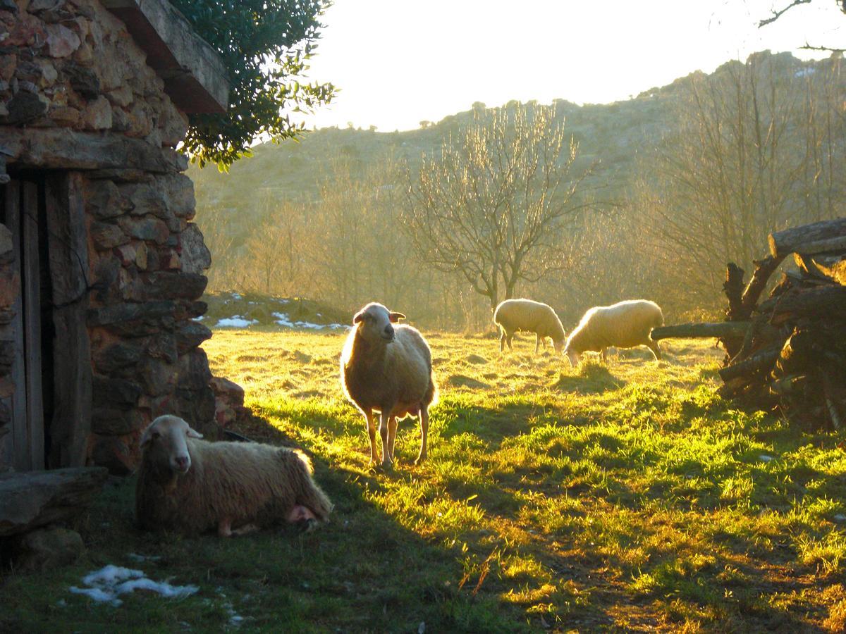 Al Viento, Alojamiento & Turismo Rural Pradena Del Rincon Exterior photo